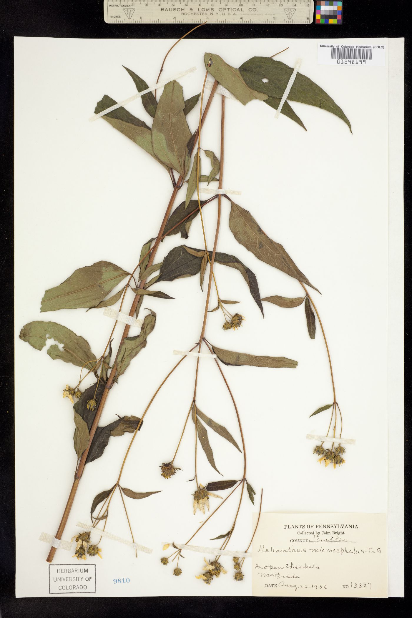 Helianthus microcephalus image