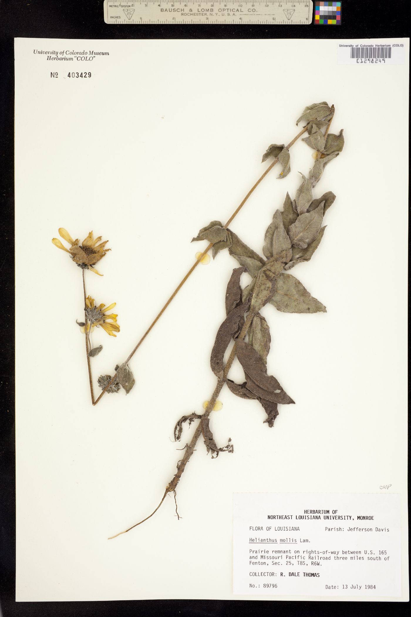 Helianthus mollis image
