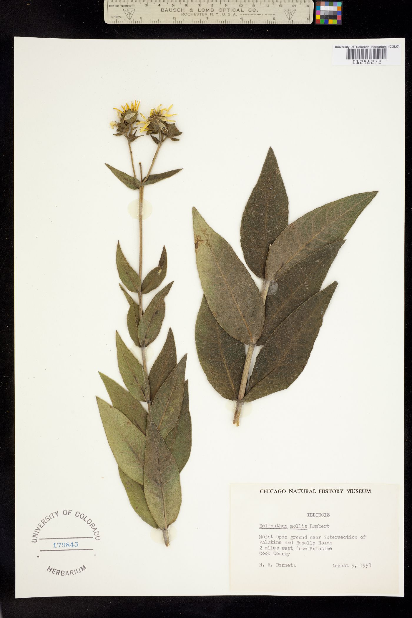 Helianthus mollis image