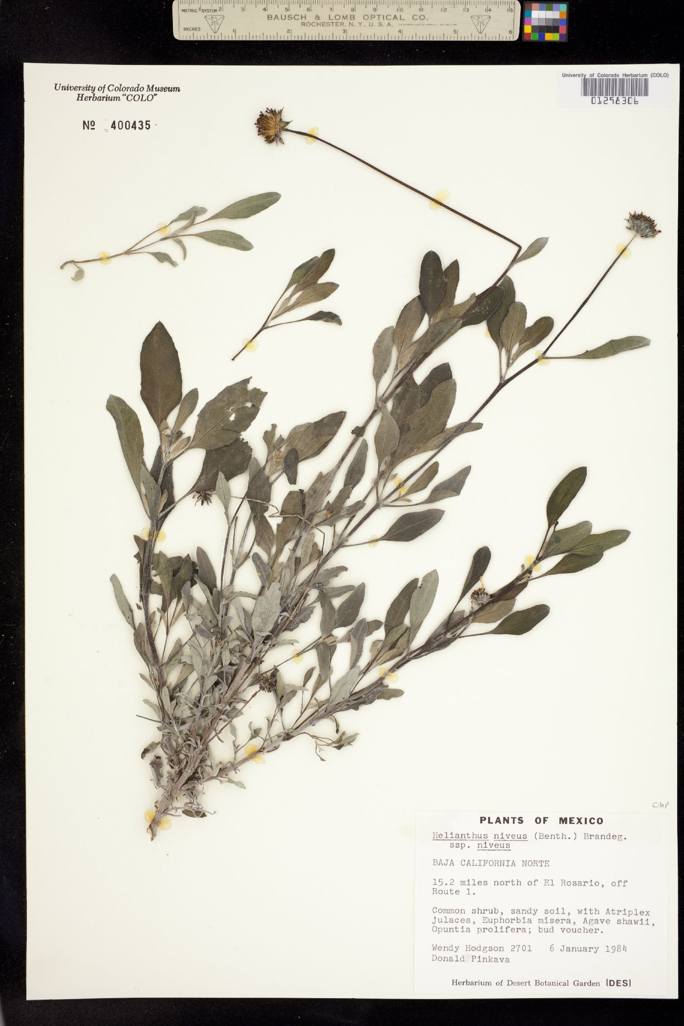 Helianthus niveus image