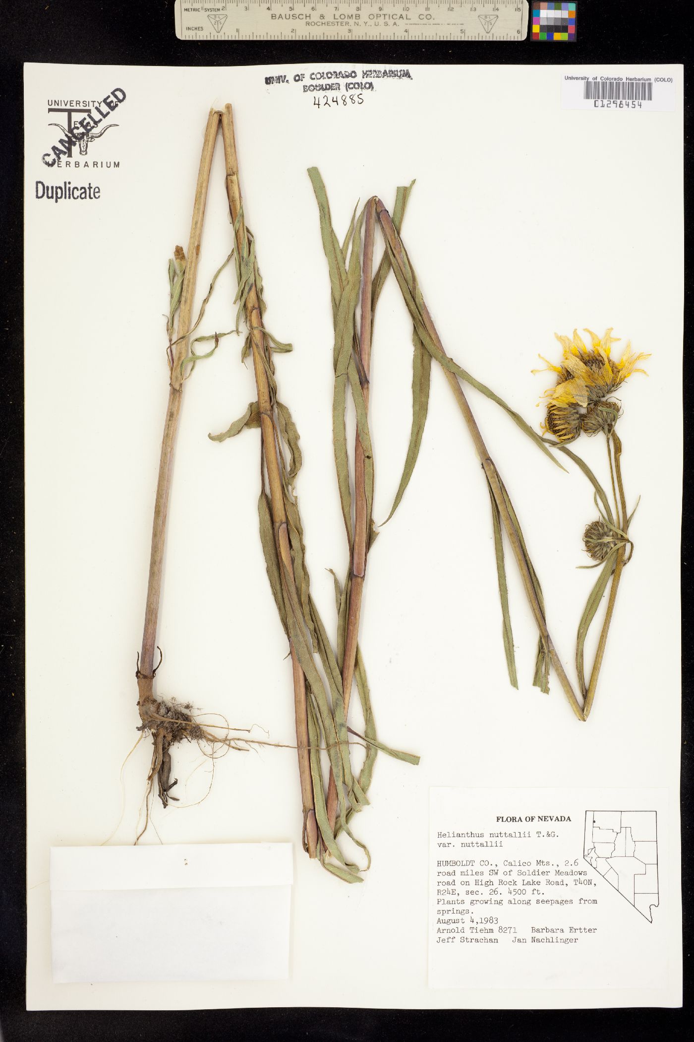 Helianthus nuttallii image