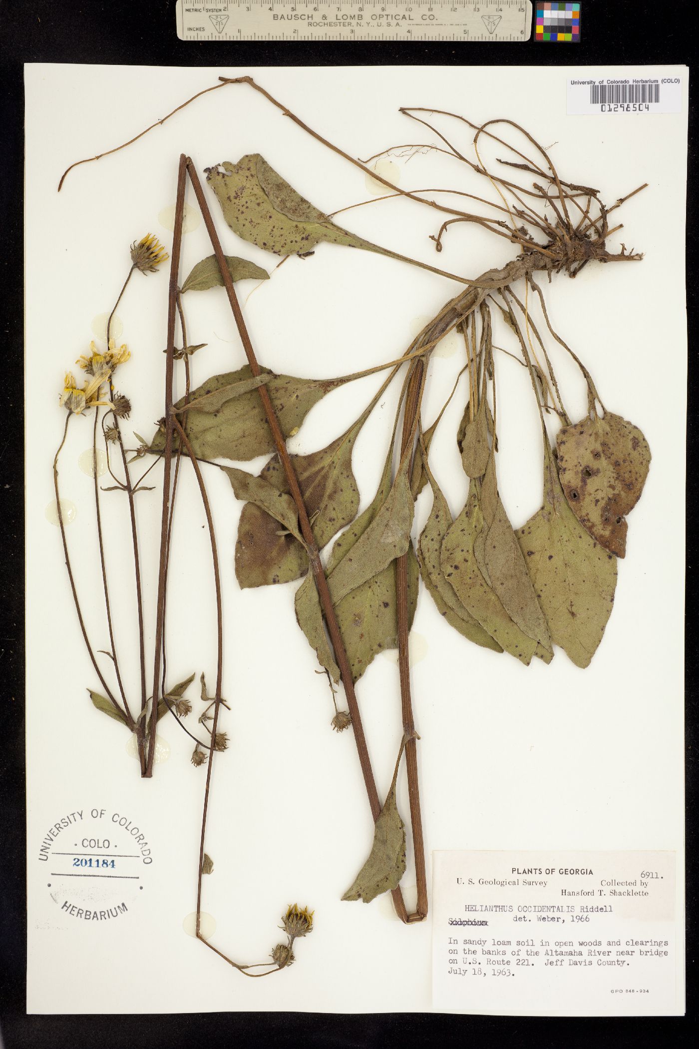 Helianthus occidentalis image