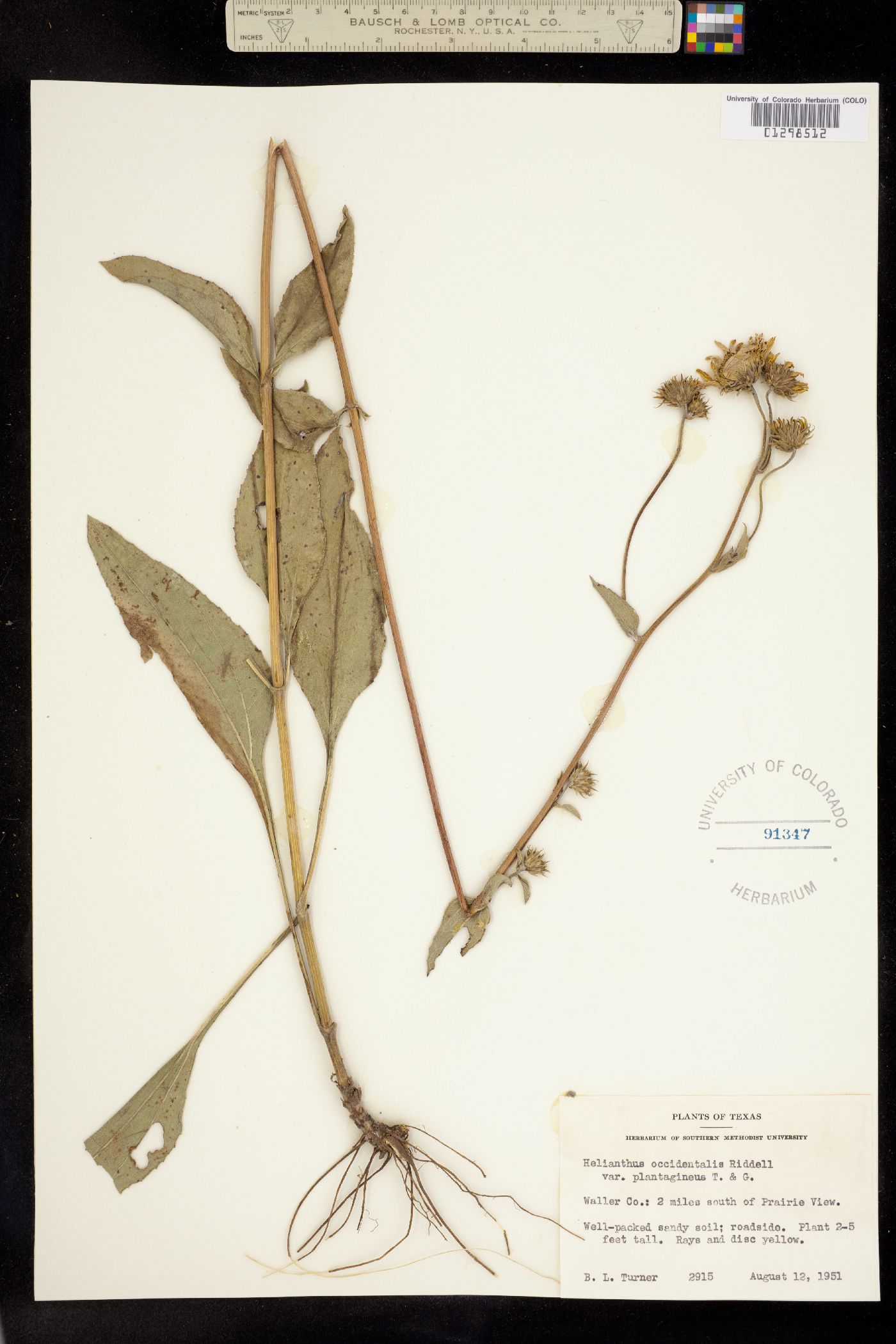 Helianthus occidentalis image