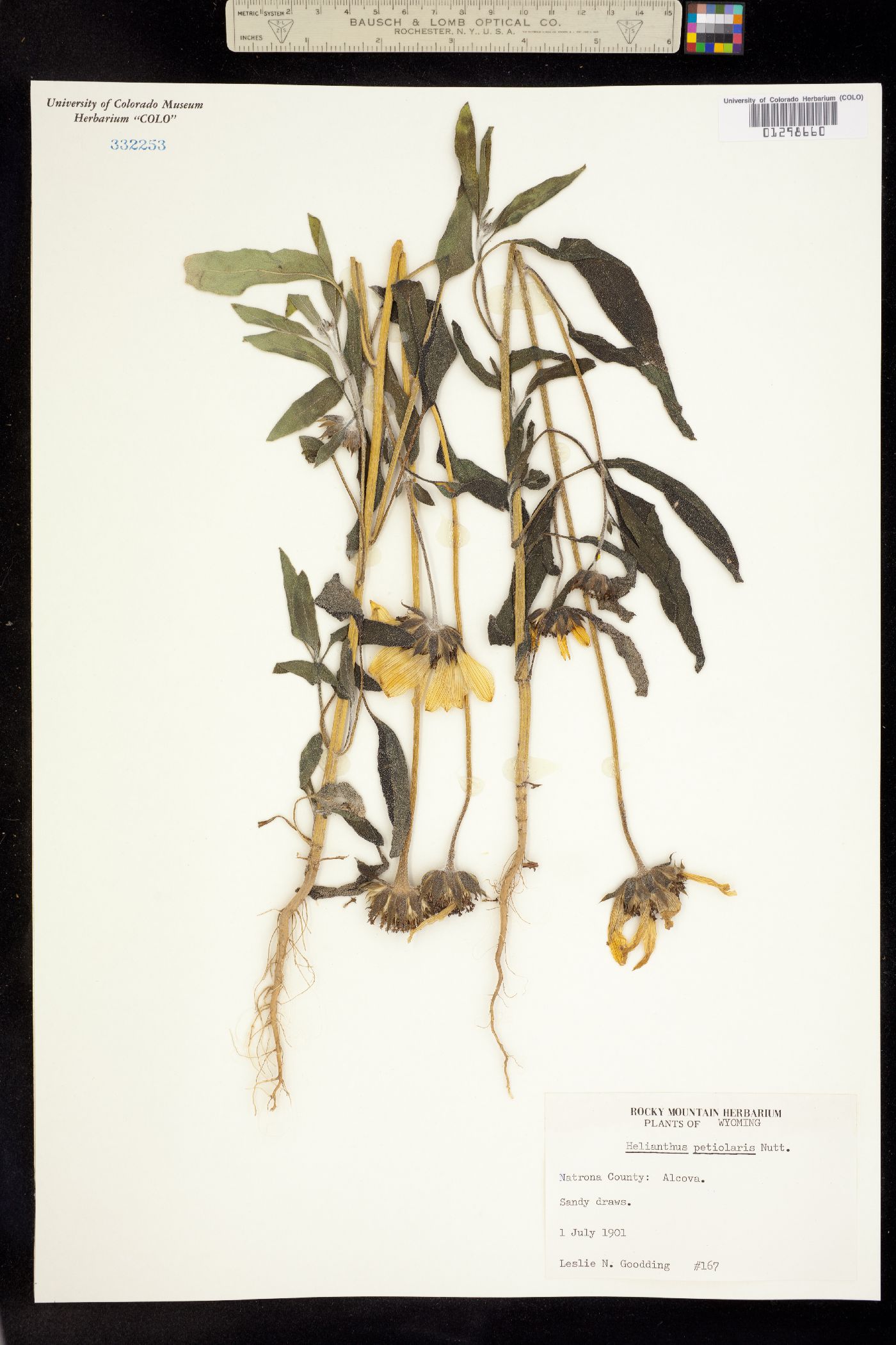 Helianthus petiolaris image