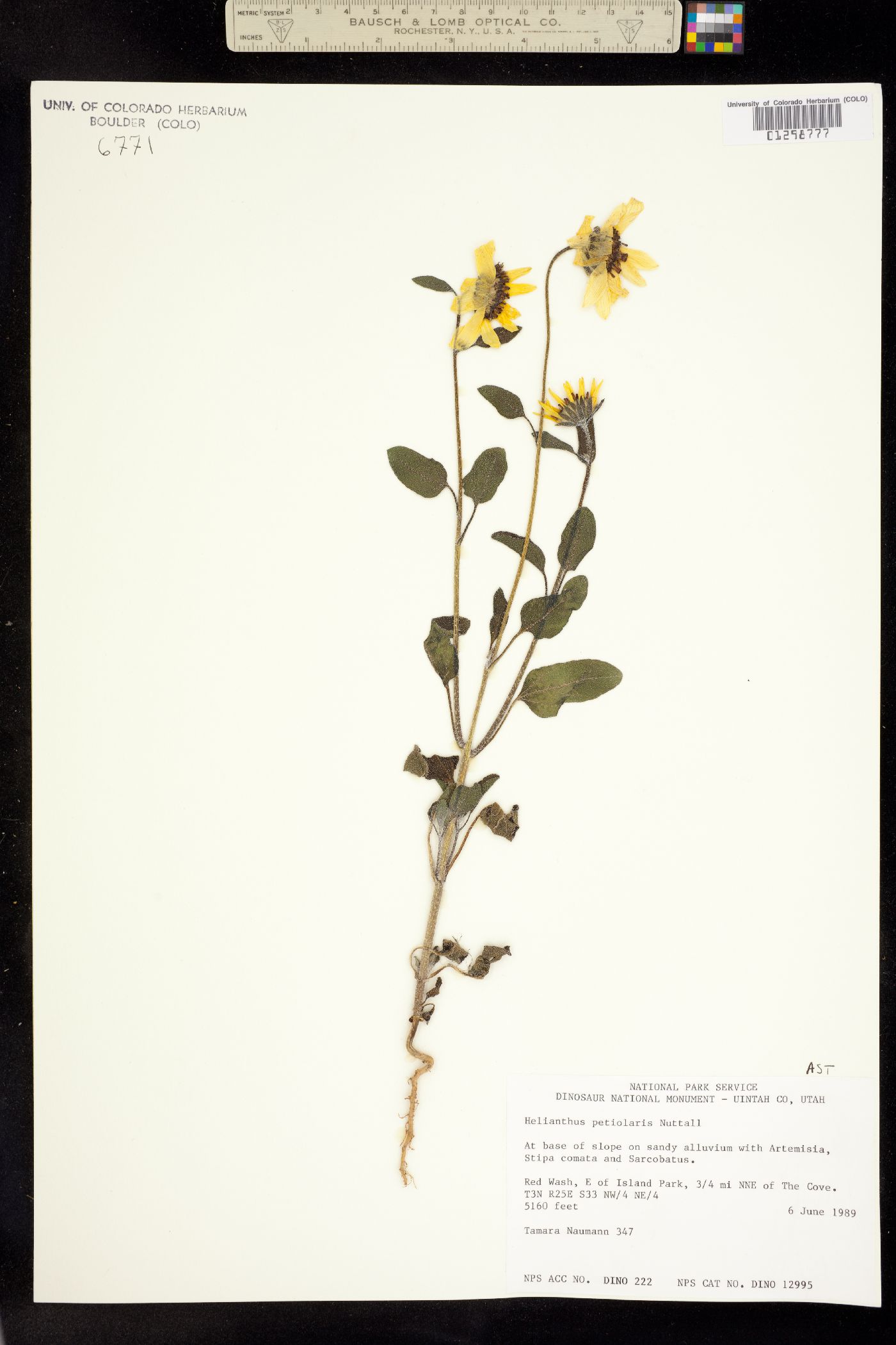 Helianthus petiolaris image