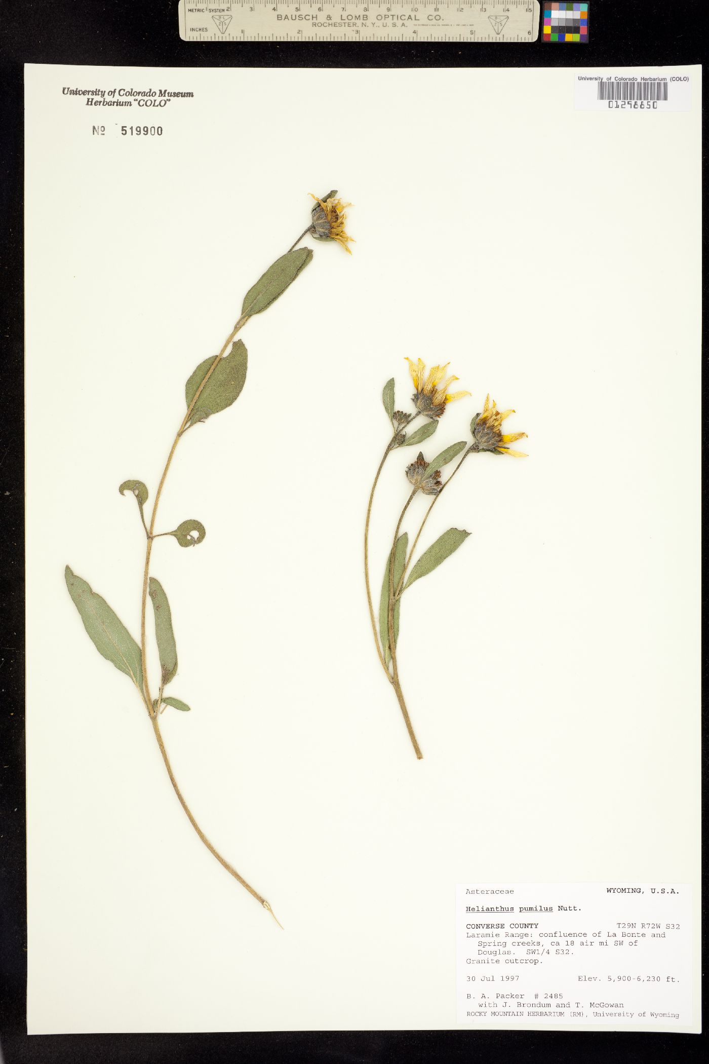 Helianthus pumilus image