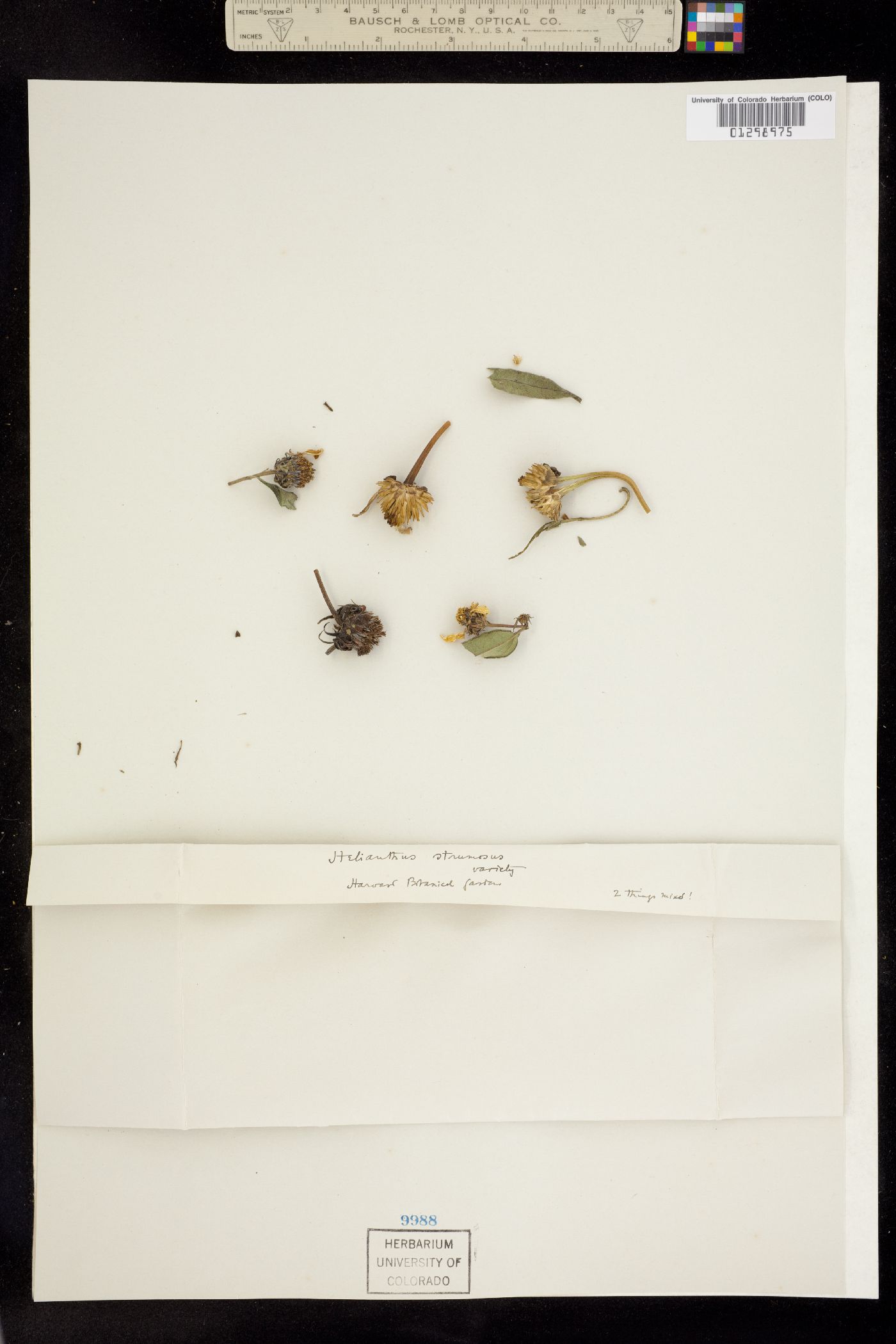 Helianthus strumosus image