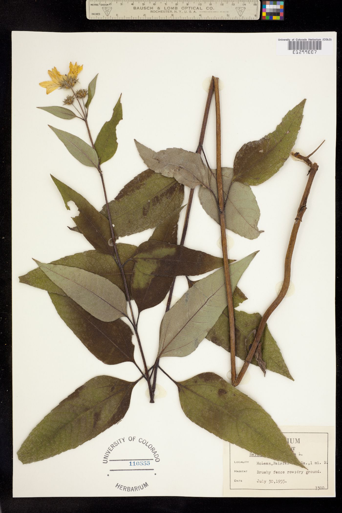 Helianthus strumosus image