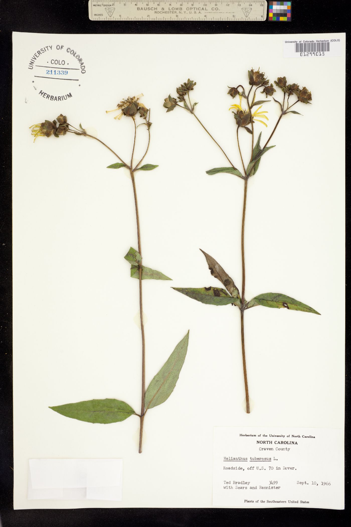 Helianthus tuberosus image