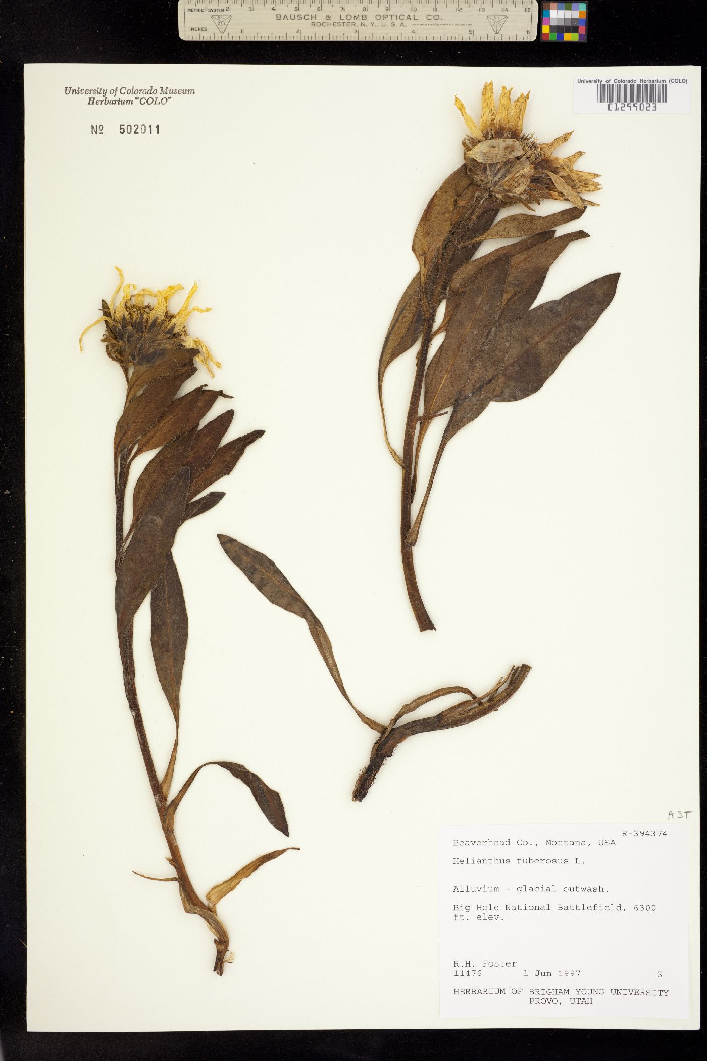 Helianthus tuberosus image