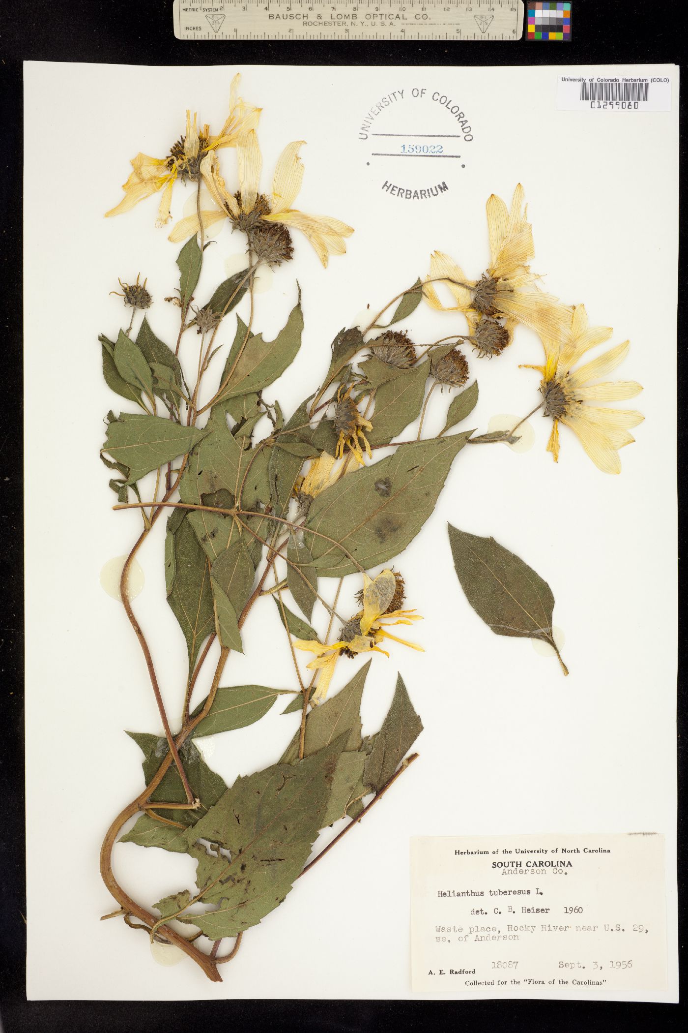 Helianthus tuberosus image