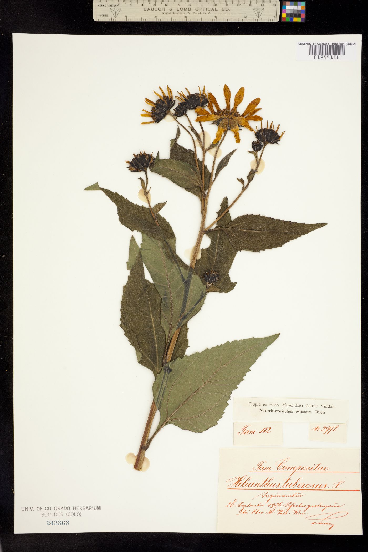 Helianthus tuberosus image