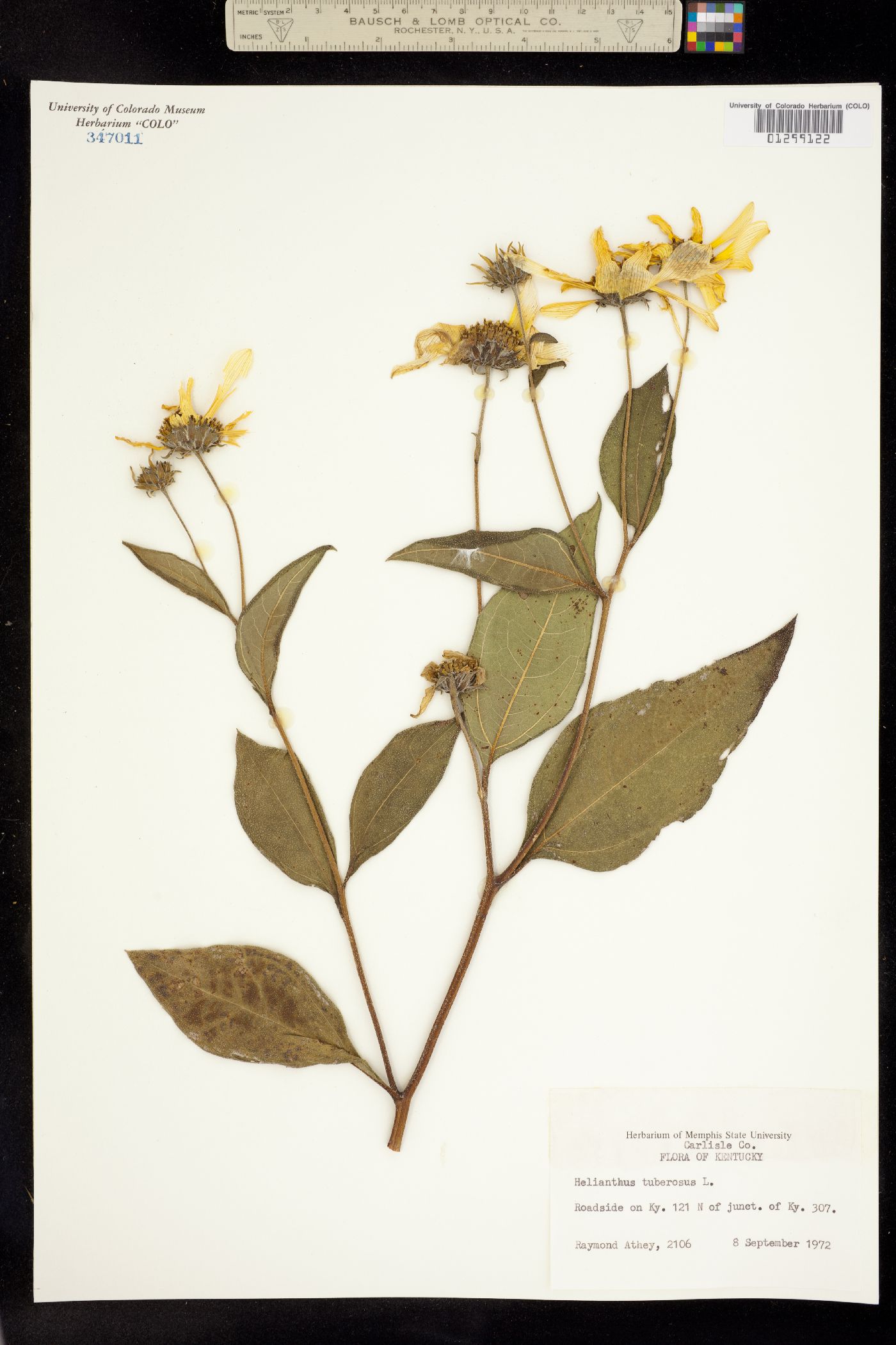 Helianthus tuberosus image