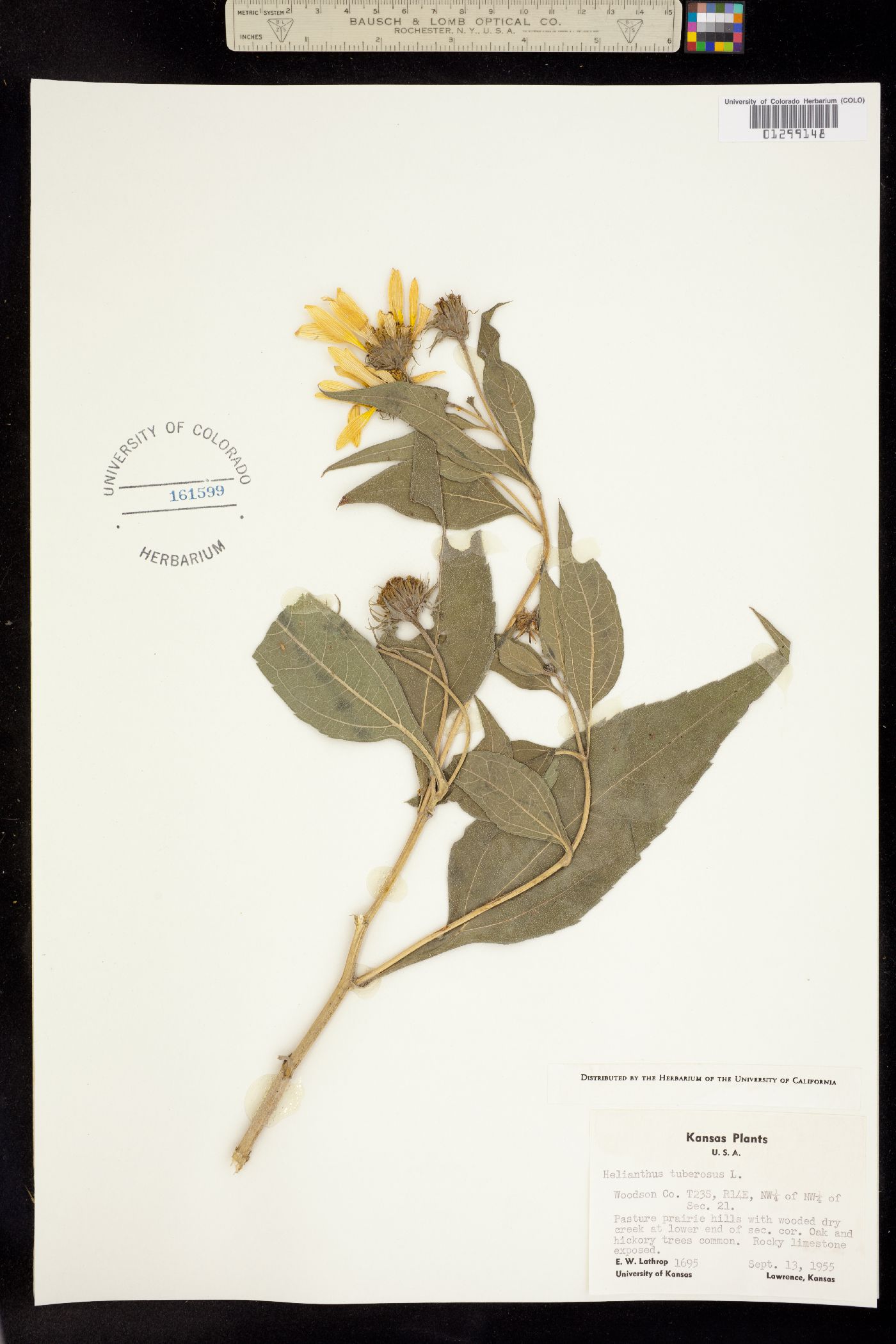 Helianthus tuberosus image