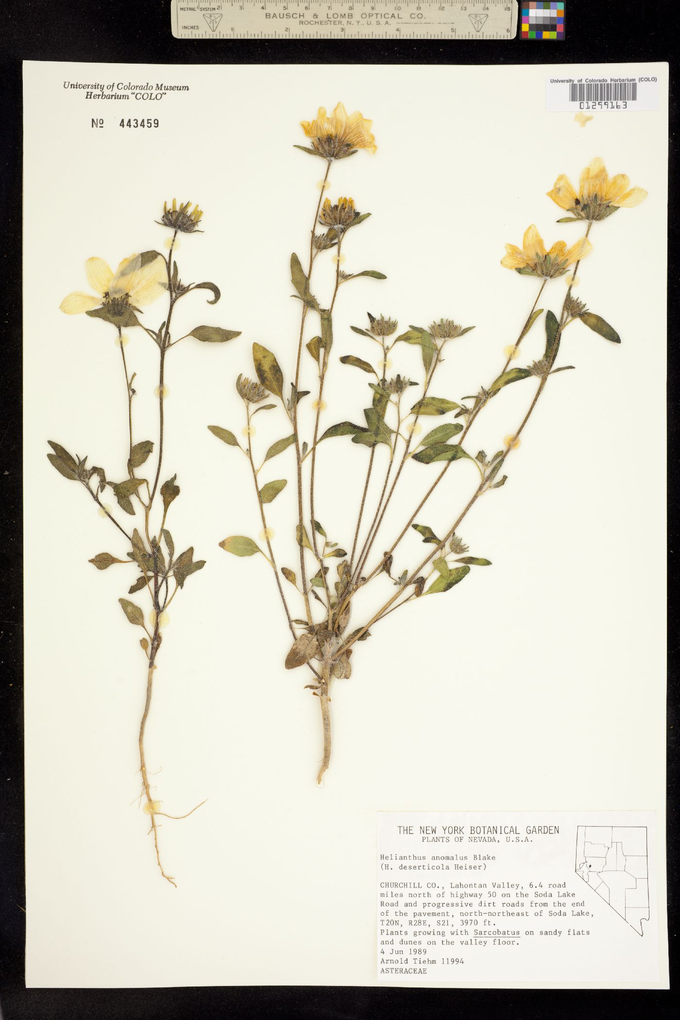 Helianthus anomalus image