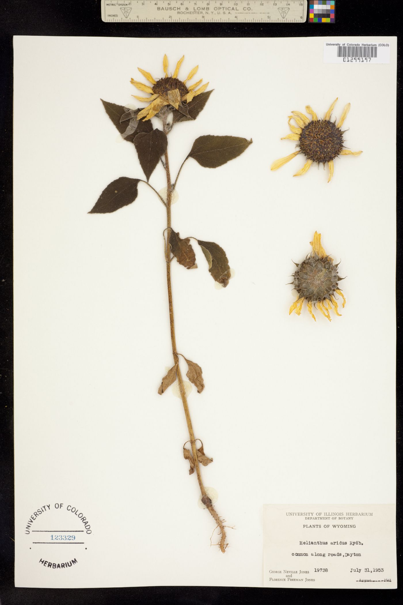 Helianthus annuus image