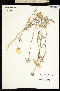 Helianthus deserticola image