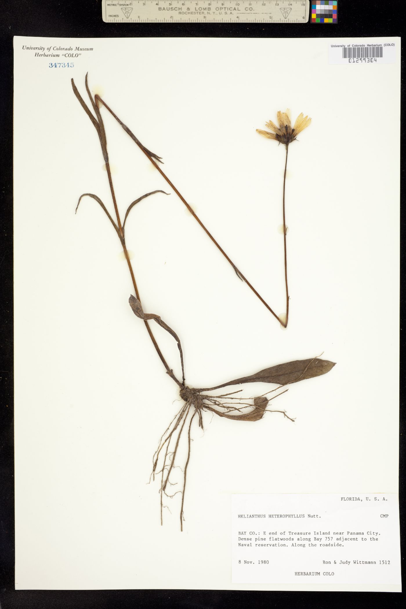 Helianthus heterophyllus image