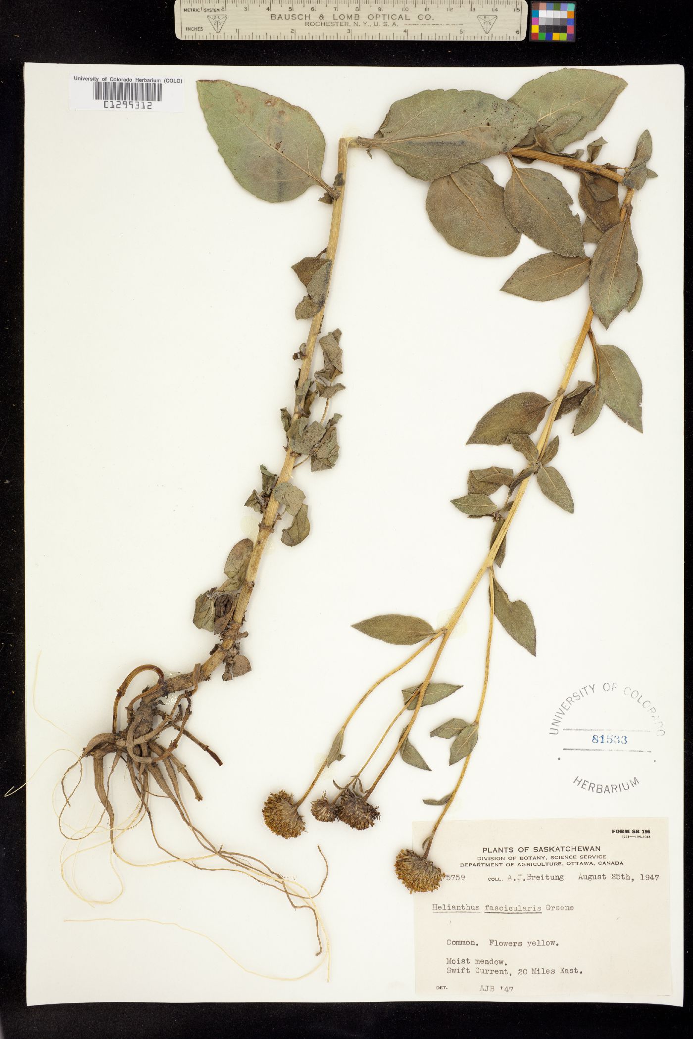 Helianthus nuttallii ssp. nuttallii image