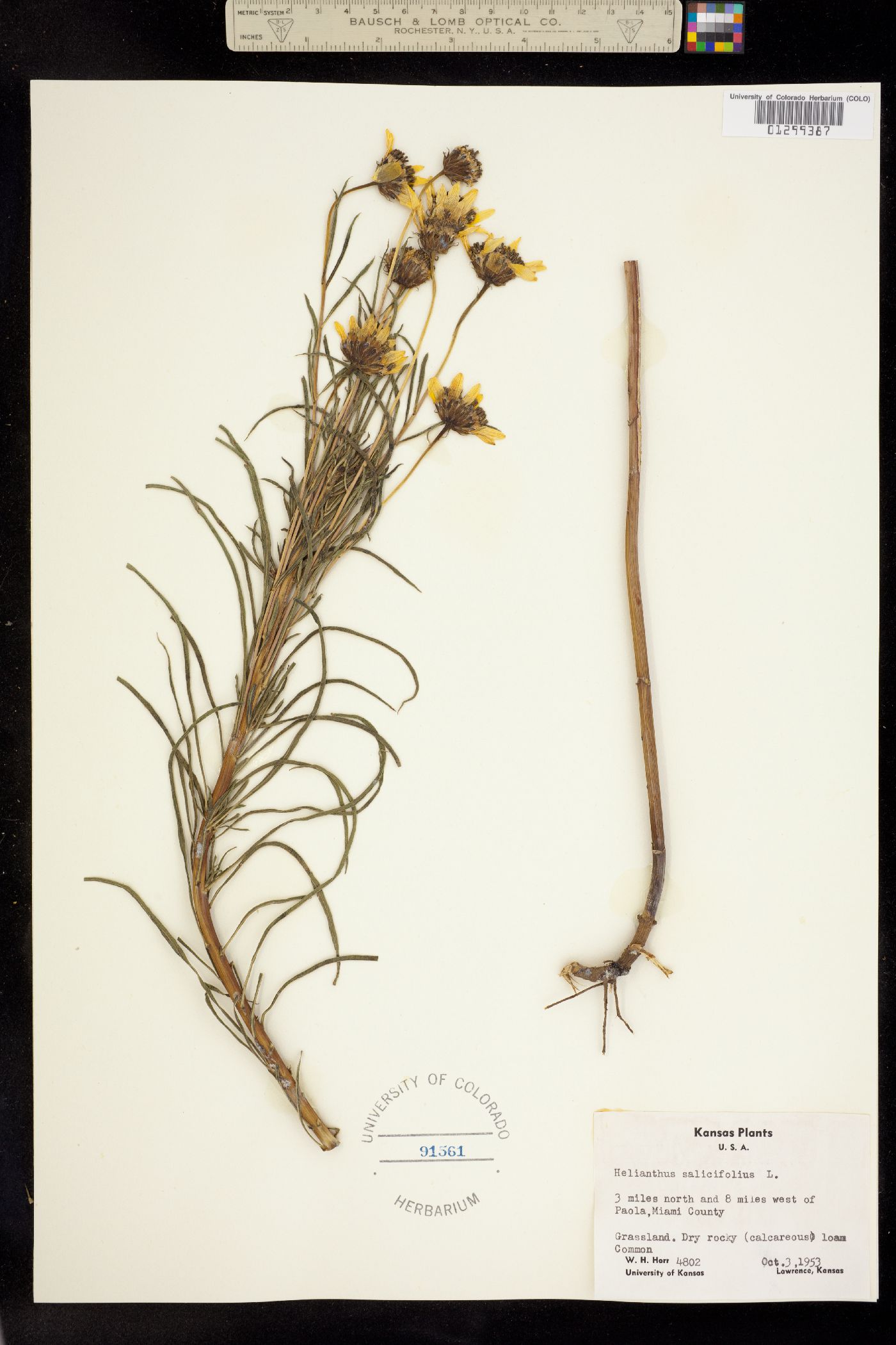 Helianthus salicifolius image