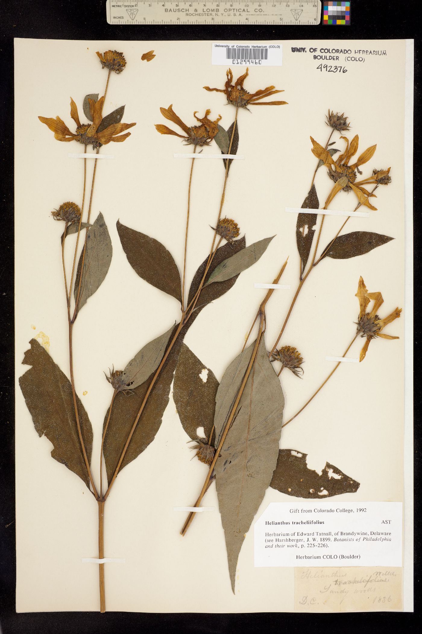 Helianthus decapetalus image