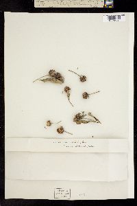 Helianthus tracheliifolius image