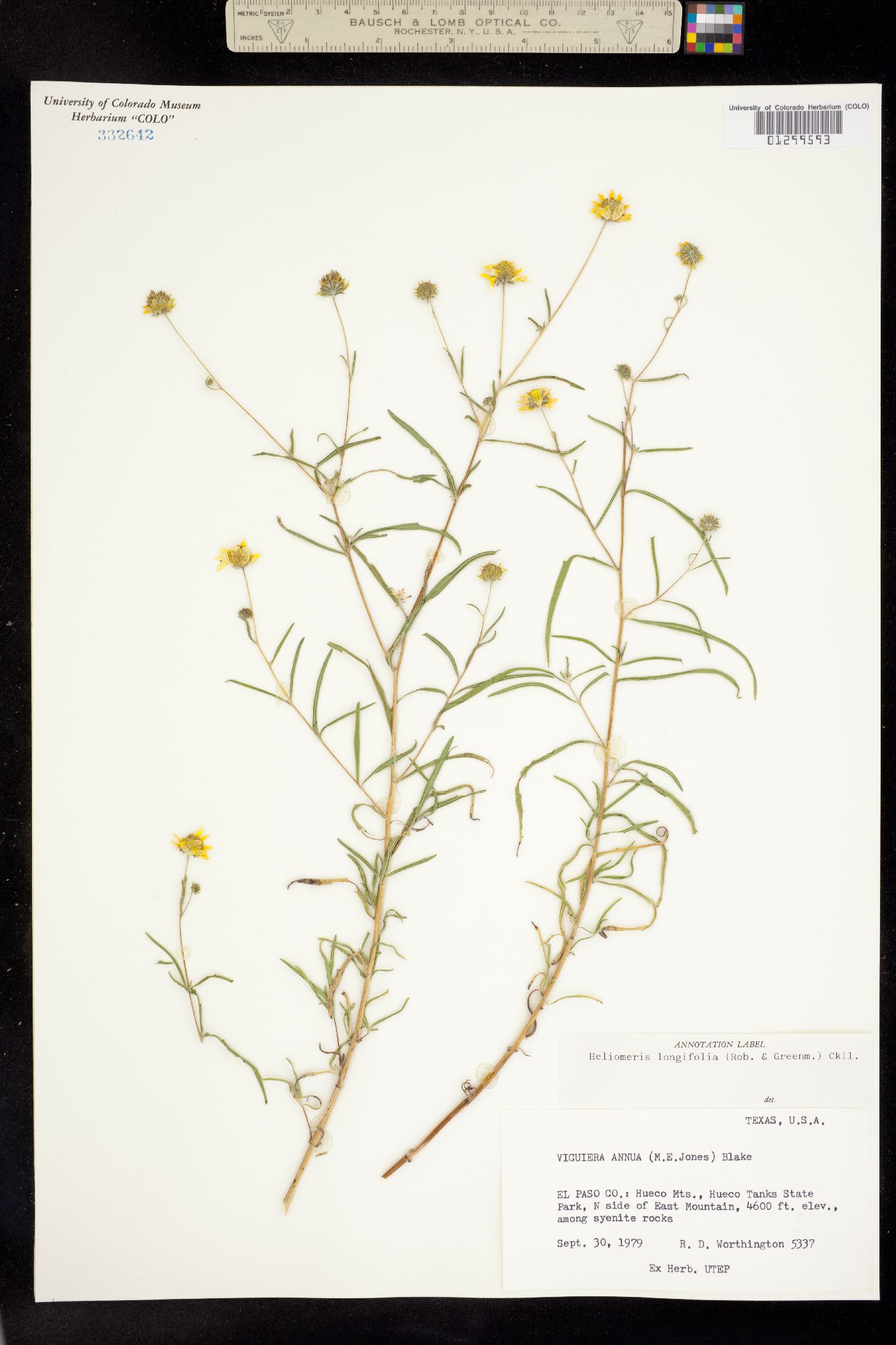 Heliomeris longifolia image