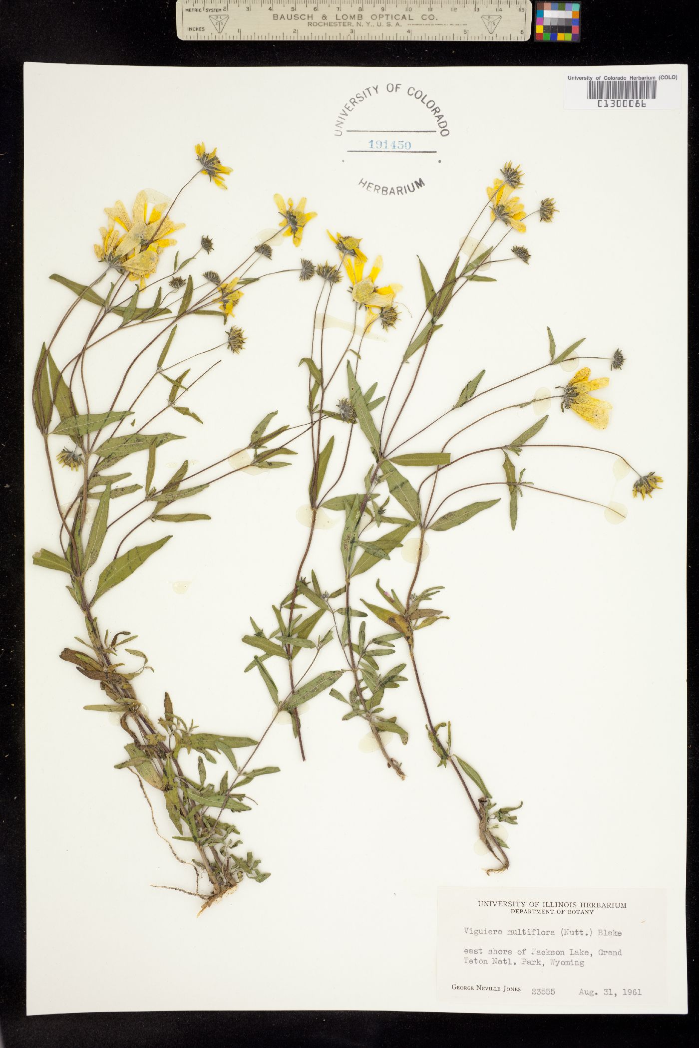 Heliomeris multiflora image