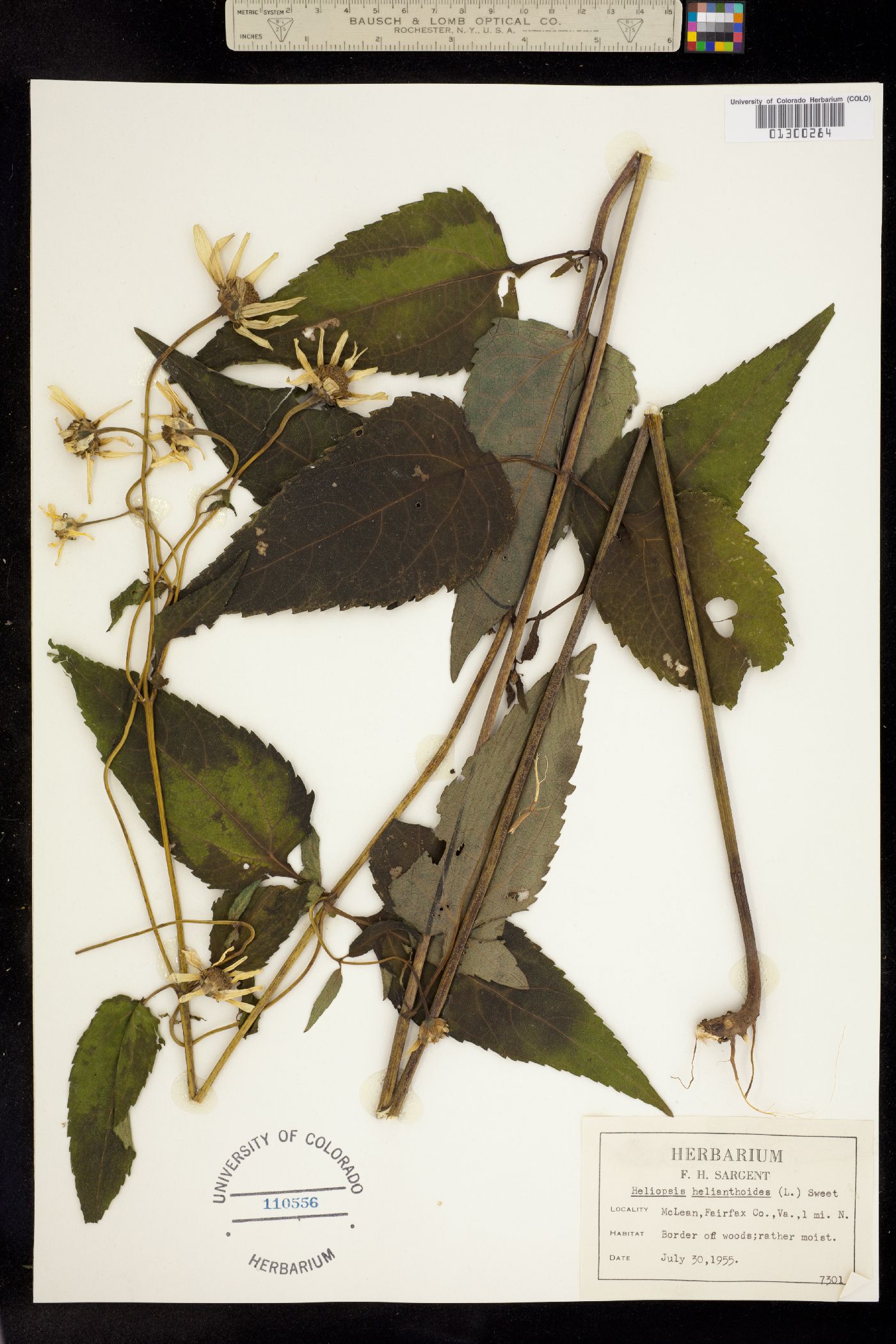 Heliopsis helianthoides image