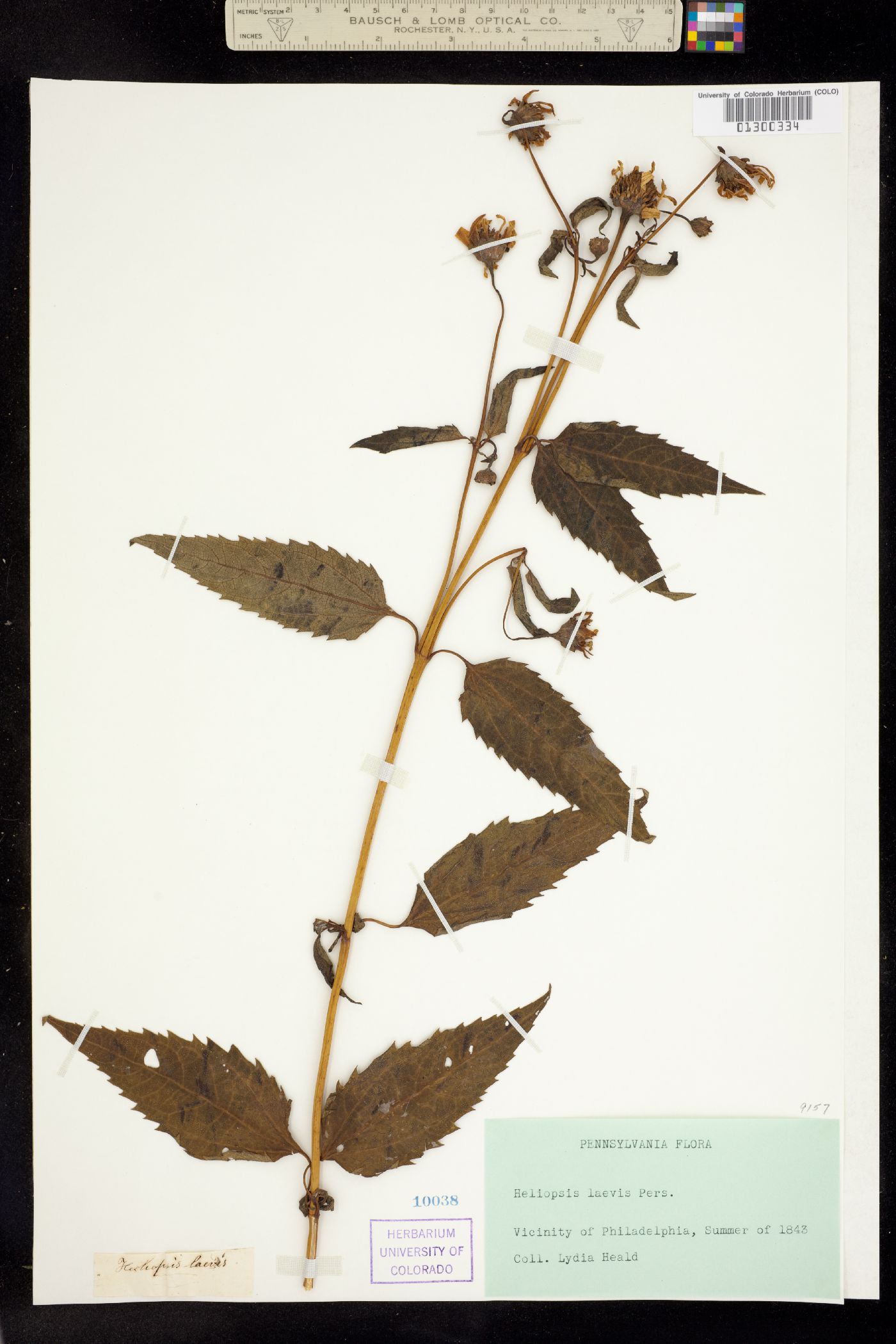 Heliopsis helianthoides image