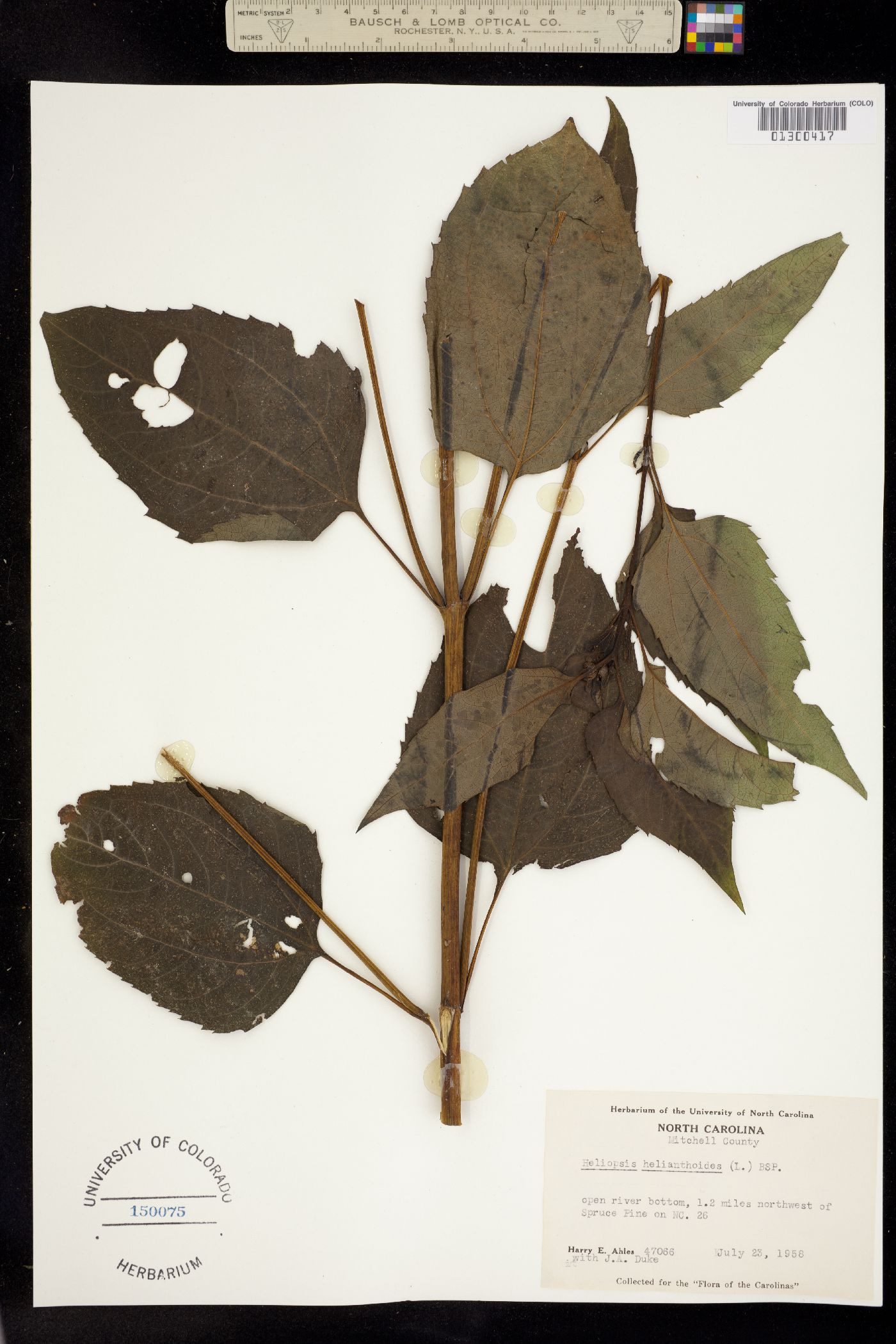 Heliopsis helianthoides image