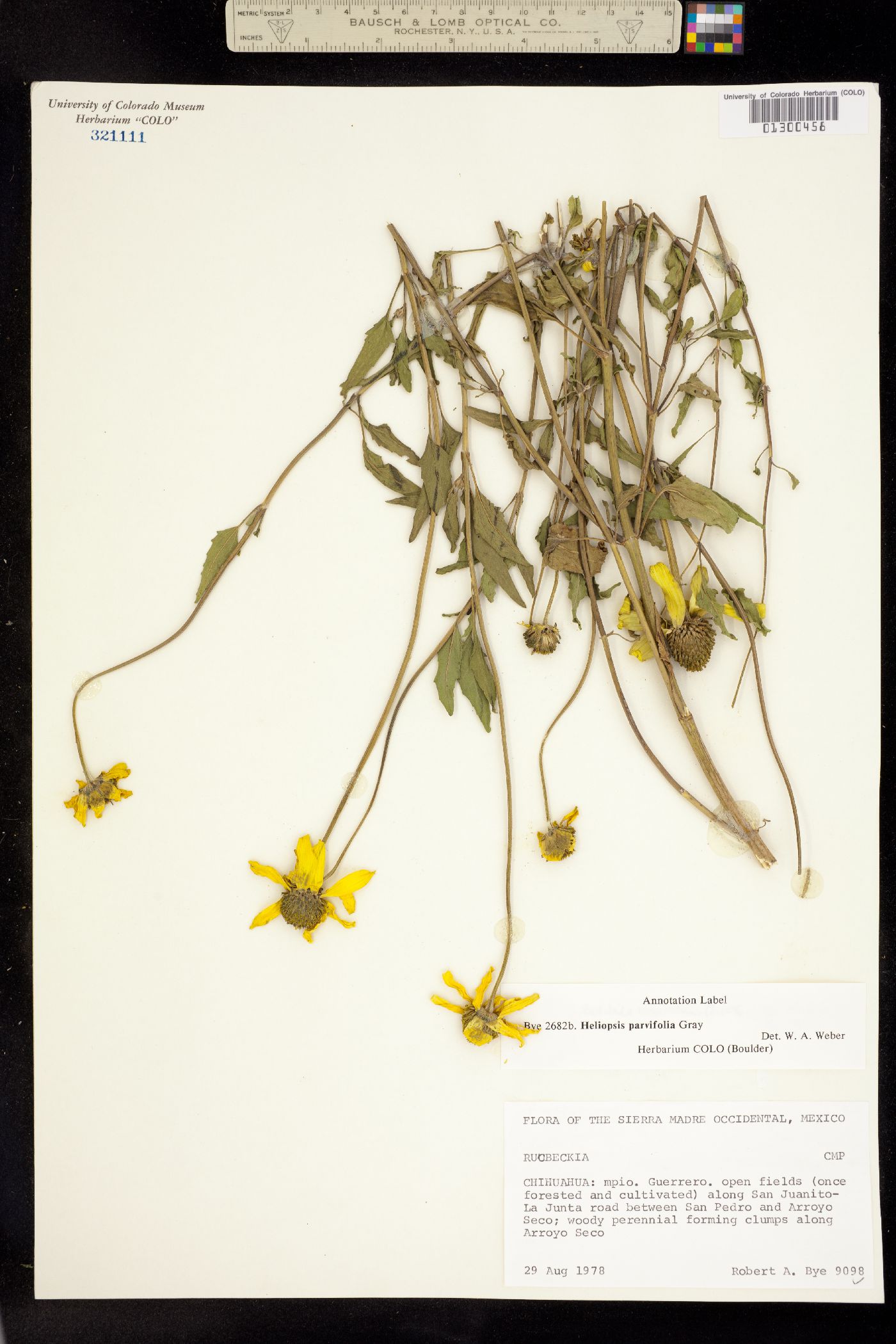 Heliopsis parvifolia image