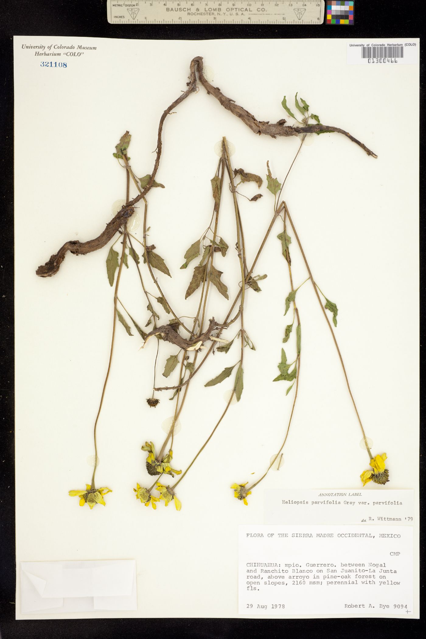 Heliopsis parvifolia image