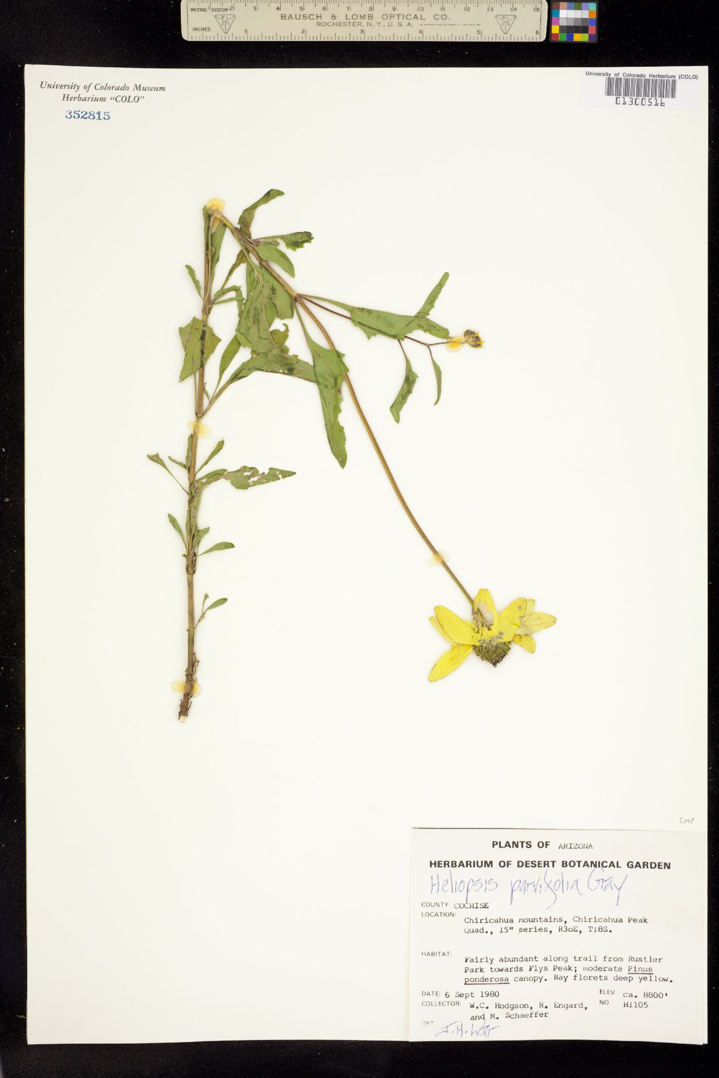 Heliopsis parvifolia image