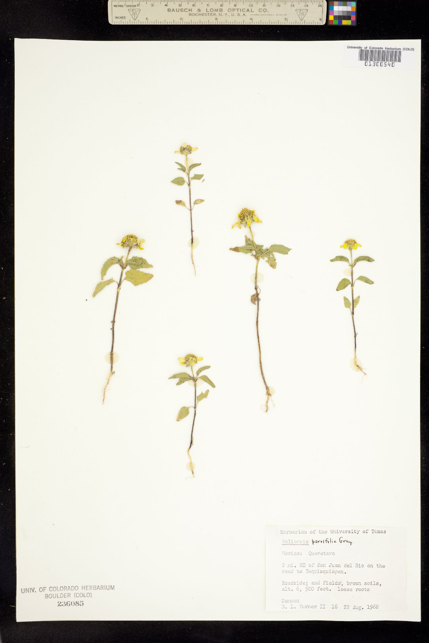 Heliopsis parvifolia image