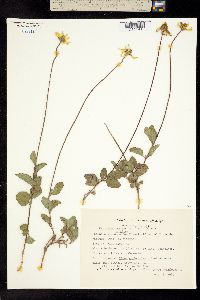 Heliopsis longipes image