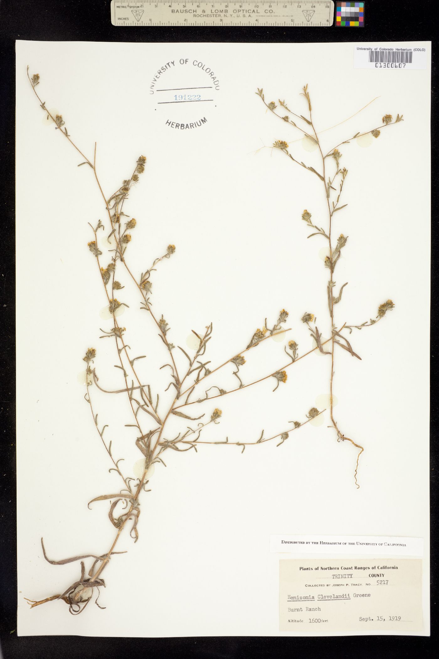 Hemizonia image