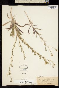 Hemizonia clevelandii image