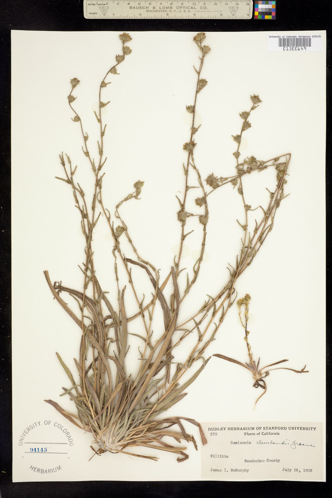 Hemizonia clevelandii image