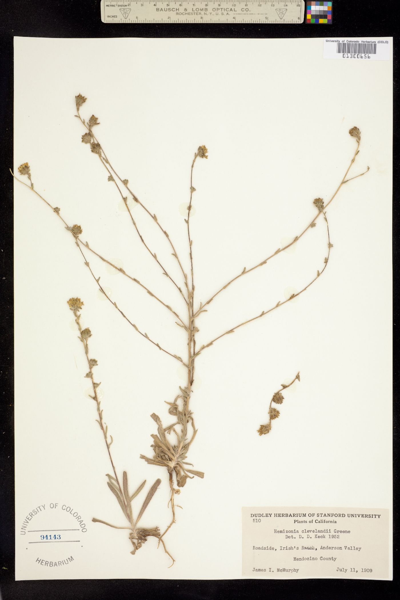 Hemizonia clevelandii image