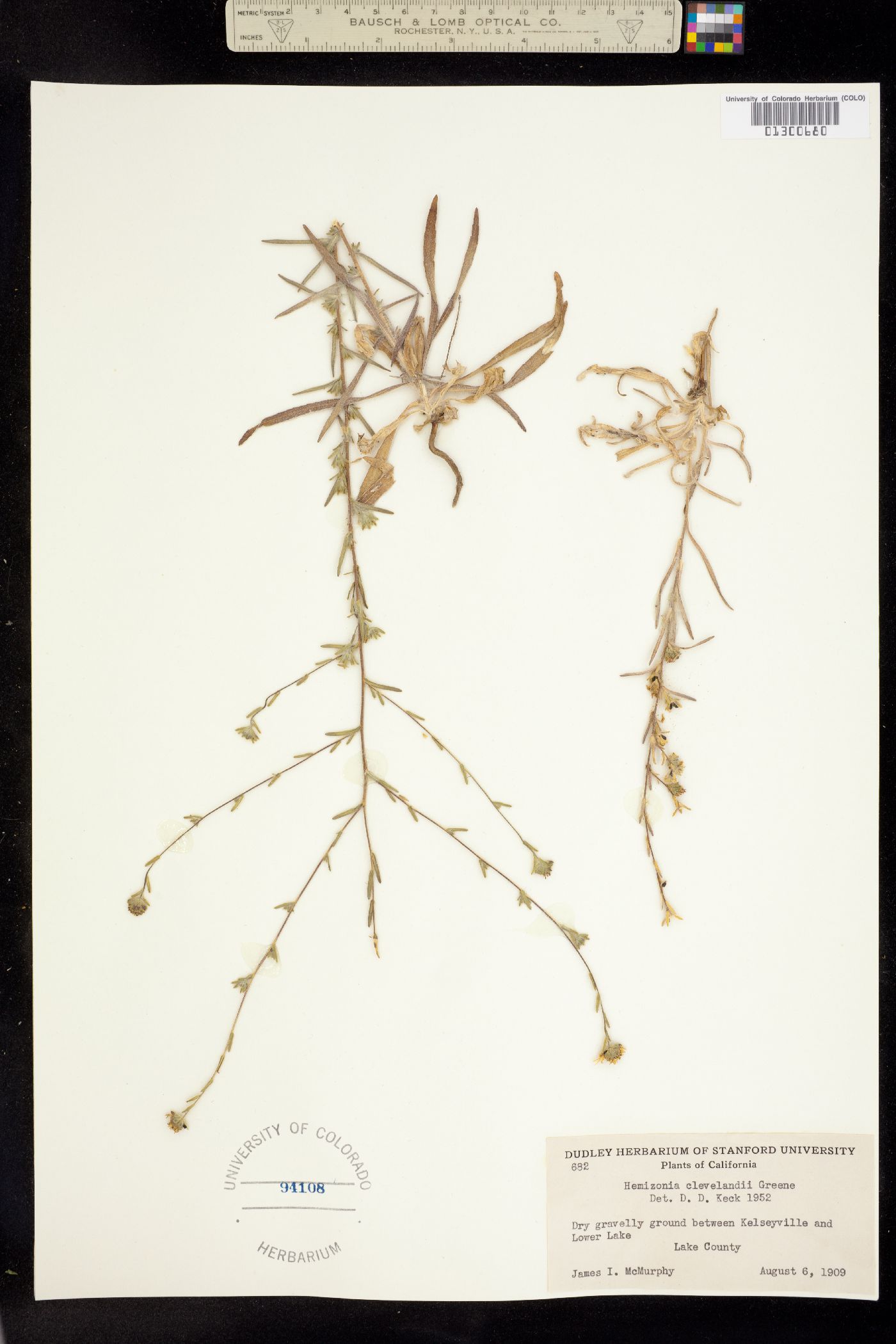 Hemizonia clevelandii image