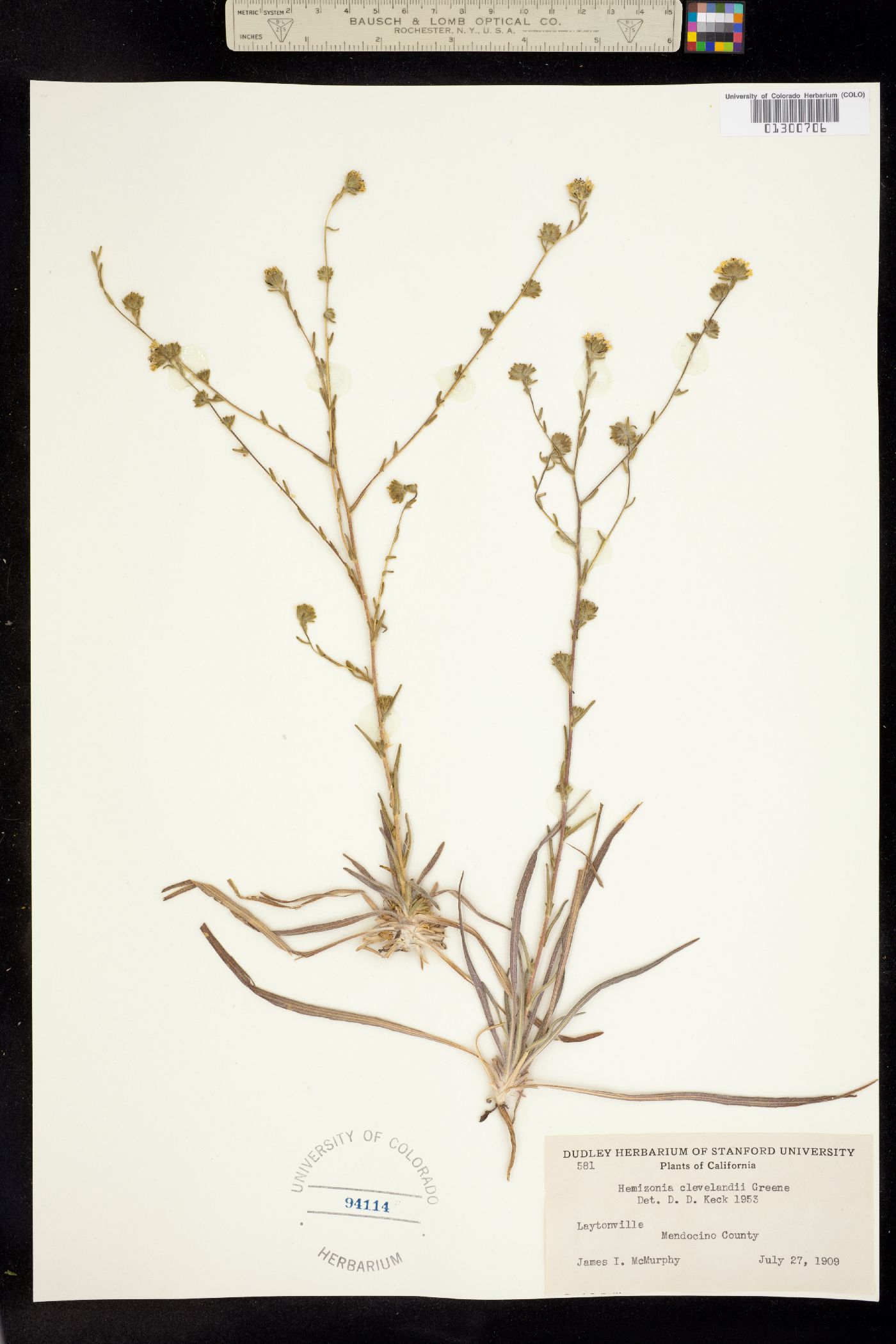 Hemizonia image