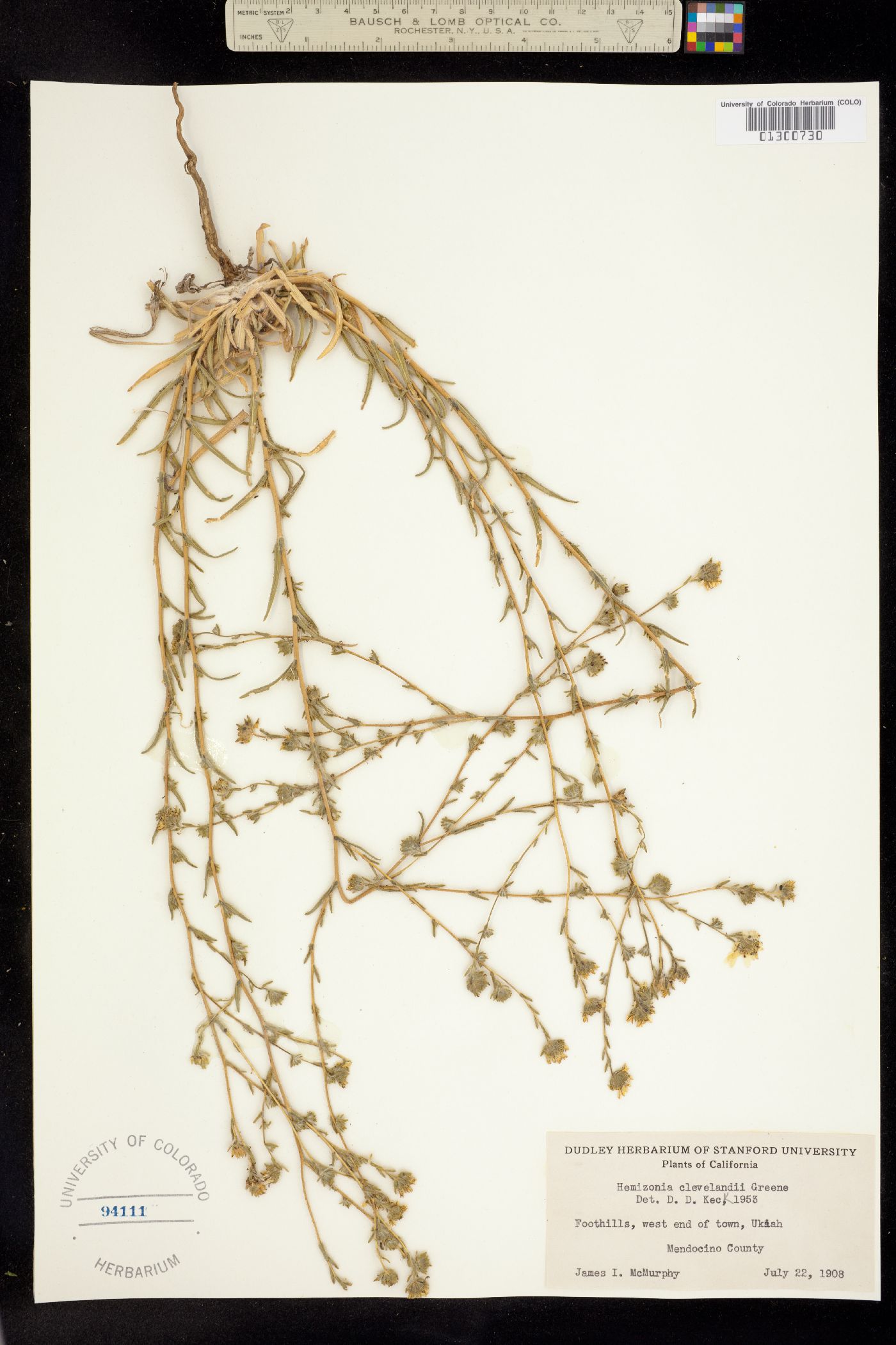 Hemizonia clevelandii image