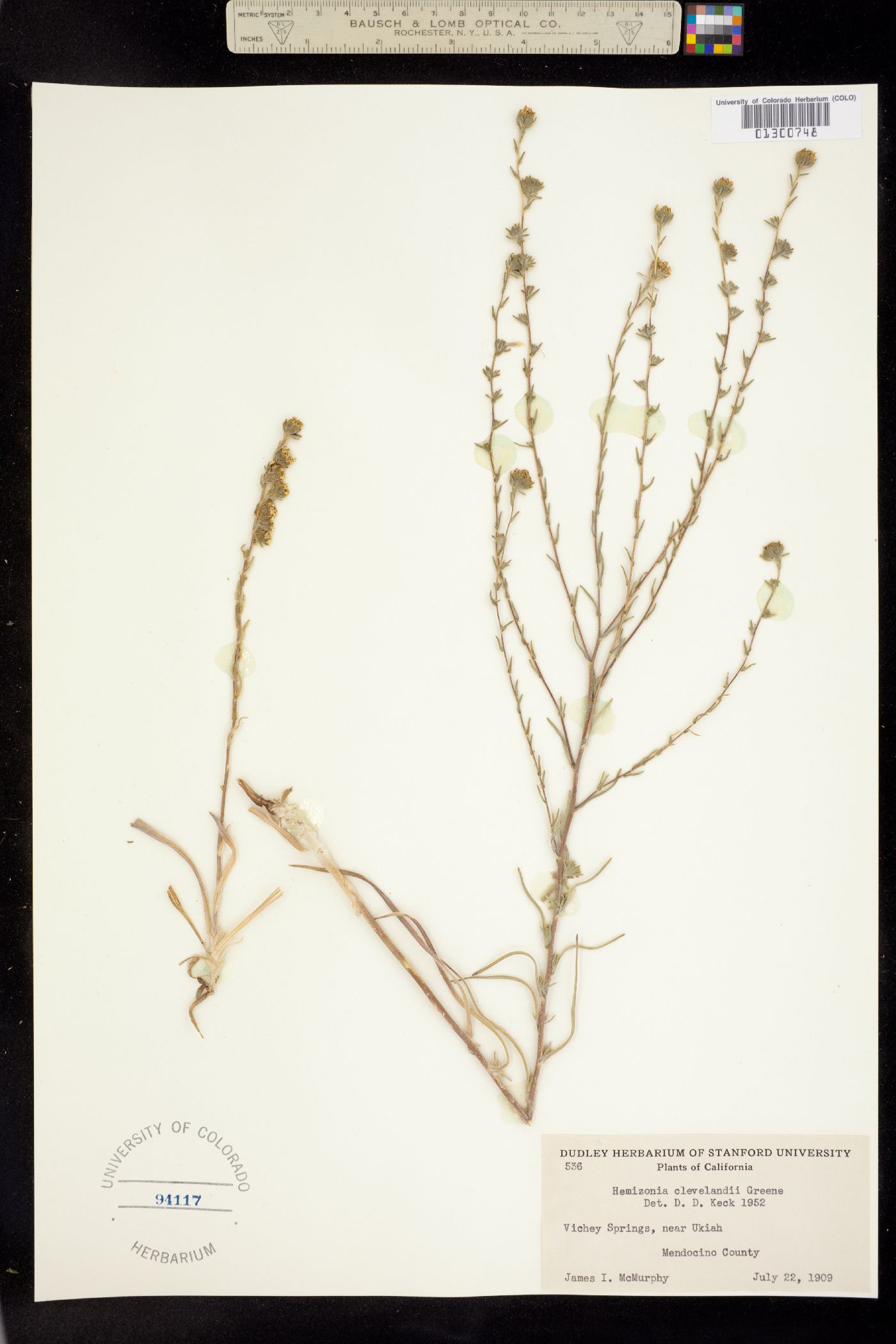 Hemizonia clevelandii image