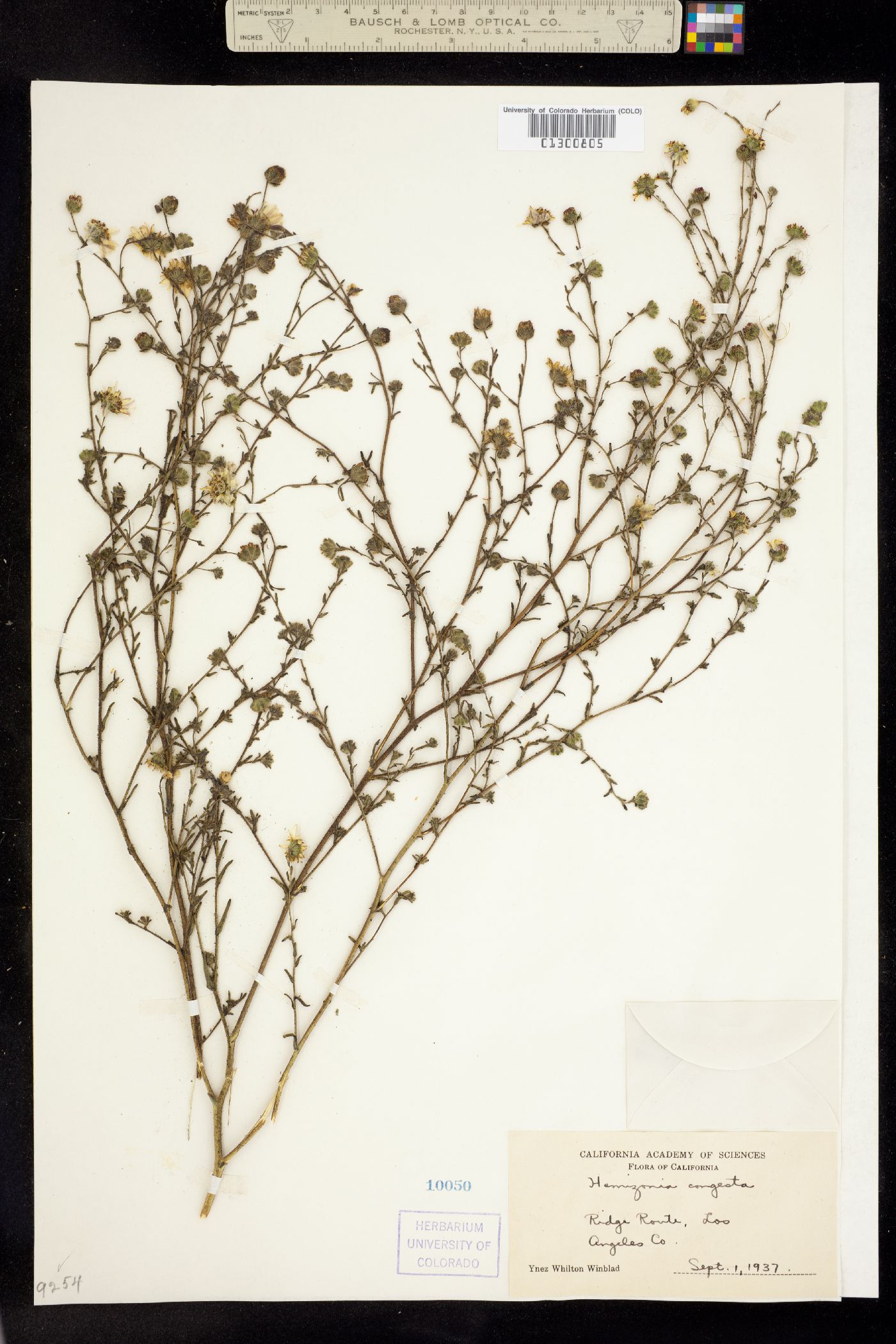 Hemizonia congesta image