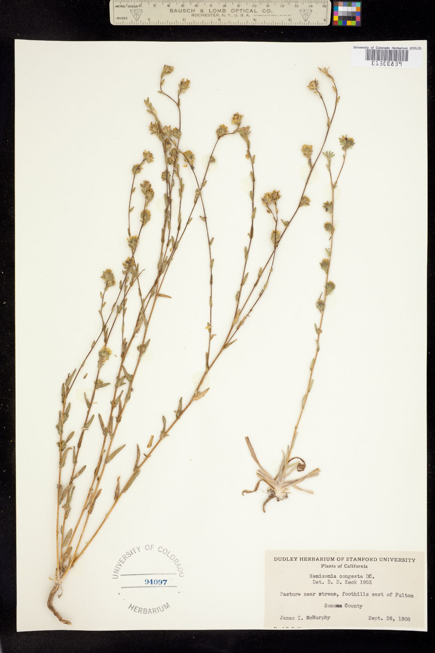 Hemizonia congesta image