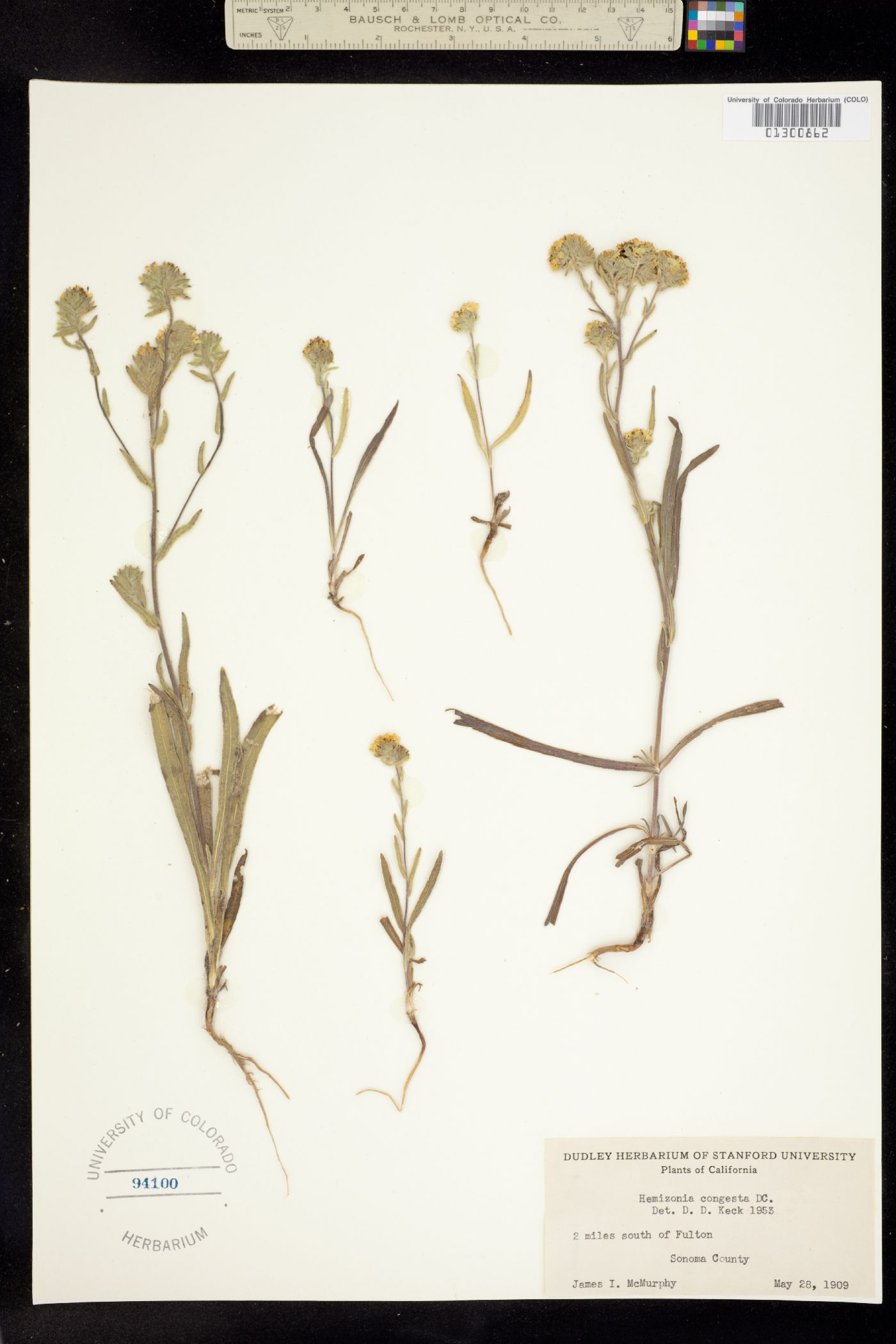 Hemizonia congesta image