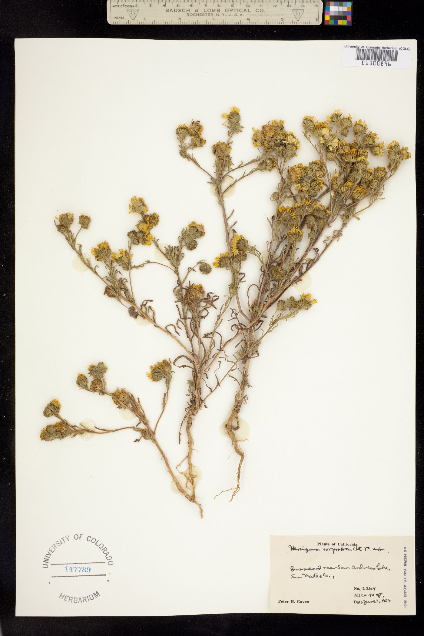 Deinandra corymbosa image