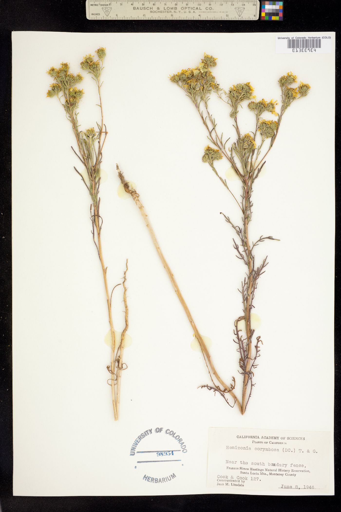 Deinandra corymbosa image