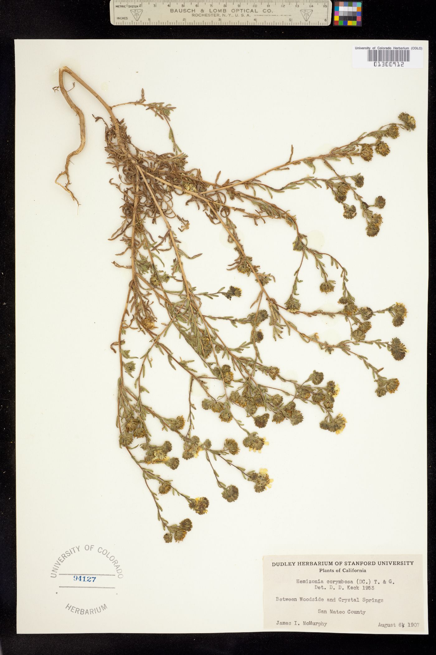 Deinandra corymbosa image